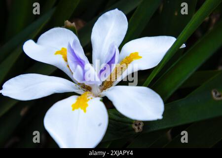 fiore di moray con foglie sullo sfondo Foto Stock