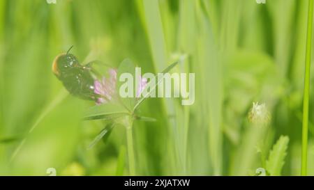 Vista macro. Bumble bee che raccoglie nettare e polline dal trifoglio rosa. Bumblebee mangia il nettare su un fiore di trifoglio. Foto Stock