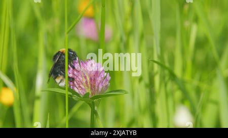 Vista macro. Bumblebee raccoglie il miele su un fiore di trifoglio. L'ape raccoglie il nettare da un fiore di trifoglio in un prato in estate. Foto Stock