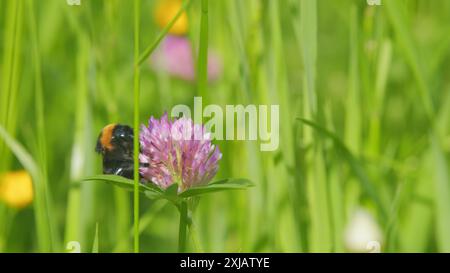 Vista macro. Bumblebee raccoglie il polline sui fiori di trifoglio rosa. Bumblebee raccoglie il miele dal fiore. Foto Stock