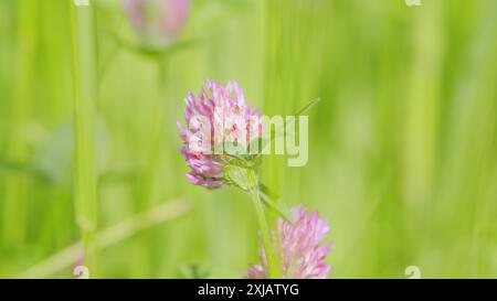 Vista macro. Bumblebee su un fiore di trifoglio in piena fioritura raccogliendo polline e nettare. Bumblebee raccoglie il miele dal fiore. Foto Stock