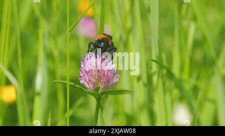 Vista macro. Bumblebee si siede su un fiore di trifoglio e raccoglie il nettare dai fiori rosa. All'aperto in un giorno d'estate soleggiato. Foto Stock