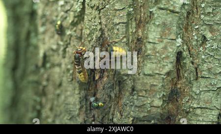 Primo piano. Hornet su una corteccia di legno. Calabrone europeo sulla corteccia di un albero. Foto Stock