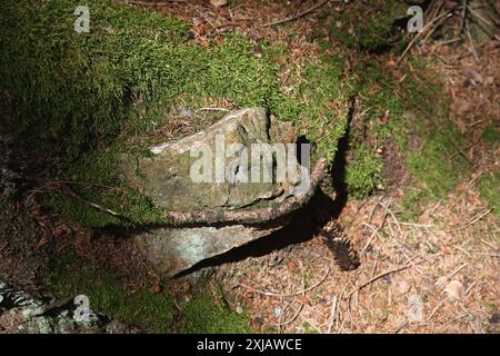 Erzgebirge 11.07.2024, Geyer, Geyerscher Wald, Greifensteine, Greifensteinregion im Bild: eine Baumwurzel Hat einen grossen Stein umschlossen / eingewachsener Stein in der Wurzel eines Baumes, Moos waechst auf den grossen Wurzeln des Baumes **** Erzgebirge, 11.07.2024 Greifensteinregion nel quadro una radice di albero ha racchiuso una grande pietra ingrossata nella radice di un albero, muschio cresce sulle grandi radici dell'albero Foto Stock