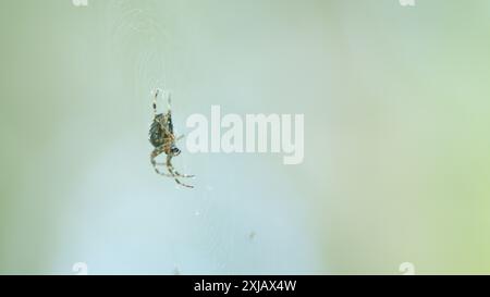 Primo piano. Ragno comune della foresta che si trova sulla ragnatela. Genere di ragni araneomorfi della famiglia araneidae. Foto Stock