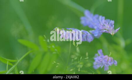 Veccia rovesciata. Fiore viola di veccia tufted o vicia cracca. Primo piano. Foto Stock