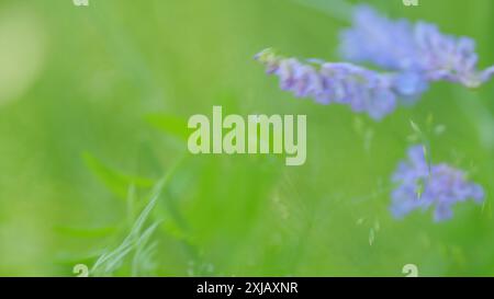 Vicia cracca. Fiori di veccia pisello selvatico. Si verifica in altri continenti come specie introdotta, compreso il Nord america. Primo piano. Foto Stock