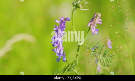 Veccia rovesciata. Fiore viola di veccia tufted o vicia cracca. Primo piano. Foto Stock