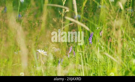 Veccia rovesciata. Fiore viola di veccia tufted o vicia cracca. Primo piano. Foto Stock