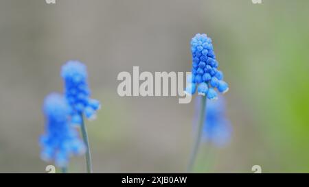 Al rallentatore. Giacinti d'uva blu fiori con sfondo sfocato di fiori simili e foglie verdi. Foto Stock