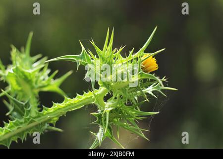 Primo piano di uno Scolymus maculatus, un fiore selvatico spinoso giallo che fiorisce nel suo habitat naturale, circondato dal verde. Foto Stock