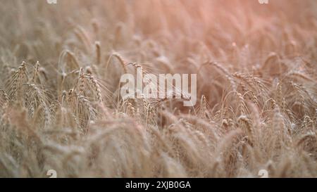 Profondità di campo ridotta. Orecchie di grano dorato al sole al tramonto. Scena tranquilla. La raccolta del grano cresce in estate. Foto Stock