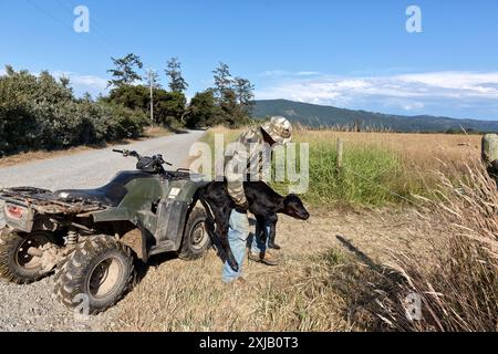 Rancher ha trasferito il vitello Black Angus di una settimana con il gregge, il campo verde (Bos taurus), della contea di del Norte, California. Foto Stock