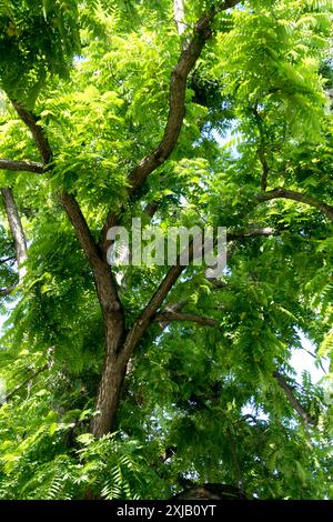 Juglans nigra Tree Eastern Black Walnut Foto Stock