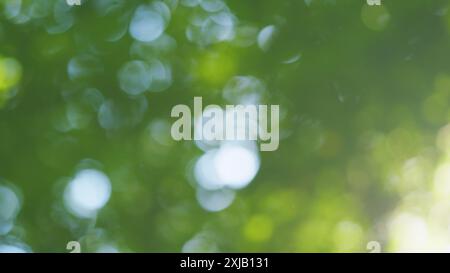 Sfocatura Sfondo naturale astratto con luce solare. Il bel sole splende attraverso il soffio delle foglie verdi dell'albero del vento. Foto Stock