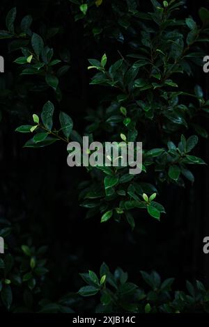 Primo piano, piccole foglie di Banyan su sfondo scuro Foto Stock