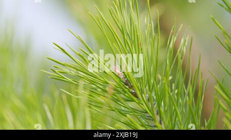 Al rallentatore. I rami di pino con giovani germogli stanno ondeggiando nel vento. Gemme su un giovane ramo di pino che cresce nella foresta di conifere sempreverde. Foto Stock