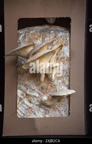 Funghi di ostriche coltivati in casa 13189 Foto Stock