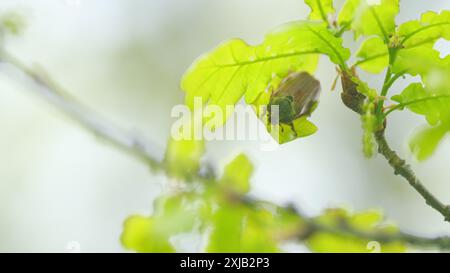 Primo piano. Maybug su un albero di quercia e mangiare foglie giovani. Scarabaeidae familiari. Foto Stock