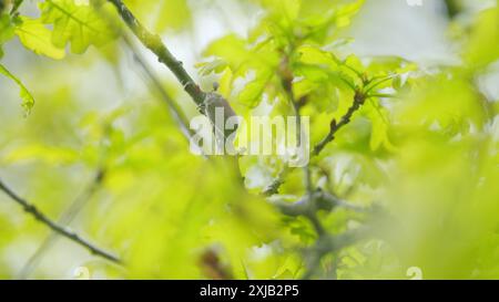 Primo piano. Cockchafers, anche maybug, maybeetle. Dannosi beatles agricoli. Foto Stock