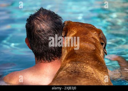 Un mastino rosso in piscina con il suo migliore amico e papà Foto Stock