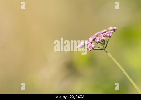 Il sole che splende su un fiore selvatico in un prato in estate Foto Stock