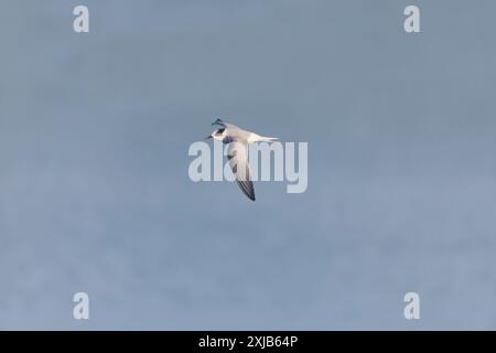 Arctic tern Sterna paradisaea, volo giovanile, Minsmere RSPB Reserve, Suffolk, Inghilterra, luglio Foto Stock