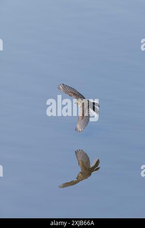 Pied wagtail Motacilla alba yarrellii, volo giovanile, Suffolk, Inghilterra, luglio Foto Stock