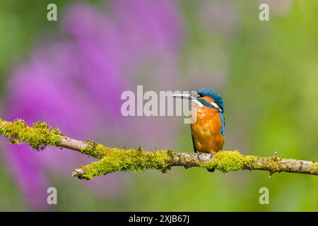 Common kingfisher Alcedo atthis, giovane maschio arroccato sul ramo muschio, Suffolk, Inghilterra, luglio Foto Stock