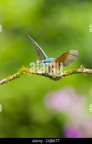 Common kingfisher Alcedo atthis, maschio adulto appollaiato sul ramo muschio in posizione di minaccia ala aperta per rivale, Suffolk, Inghilterra, luglio Foto Stock
