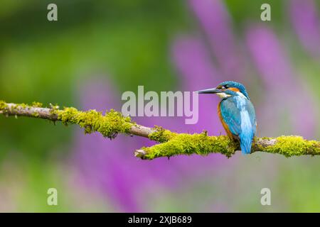 Common kingfisher Alcedo atthis, maschio adulto appollaiato sul ramo muschio, Suffolk, Inghilterra, luglio Foto Stock