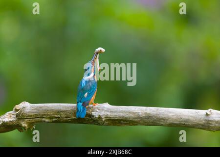 Common kingfisher Alcedo atthis, maschio adulto con Common rudd Scardinius erythropthalamus, preda in becco, Suffolk, Inghilterra, luglio Foto Stock