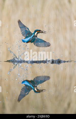 Common kingfisher Alcedo atthis, giovane maschio di ritorno dall'immersione con Common rudd Scardinius erythropthalamus, preda in becco, Suffolk, Inghilterra, luglio Foto Stock