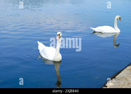 Due cigni su un lago o uno stagno, il cielo si riflette nell'acqua, sereno paesaggio, parco e in movimento. Foto Stock