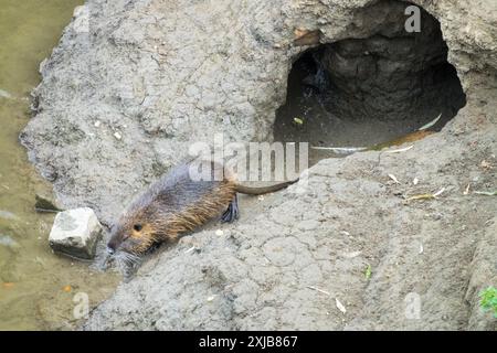 Myocastor coypus Coypu, nutria devastano le coste scavando tane, il fiume Dyje, Repubblica Ceca Foto Stock