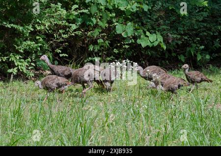 Tacchini selvatici, Meleagris gallopavo, pollame Foto Stock