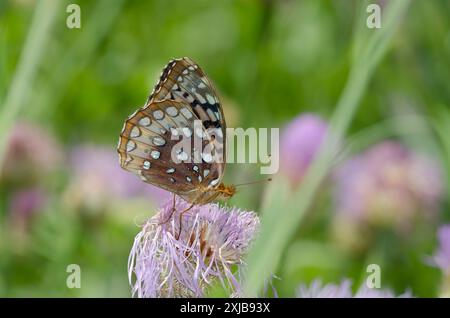 Great Spangled Fritillary, Argynnis cybele, Nctaring from American Starthistle, Plectocephalus americanus Foto Stock