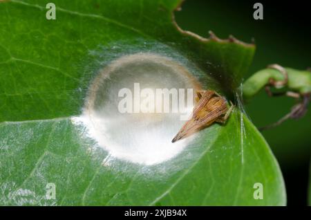 Tessitore ORB, Acacesia hamata, appollaiato su una scatola d'uovo di un ragno diverso Foto Stock