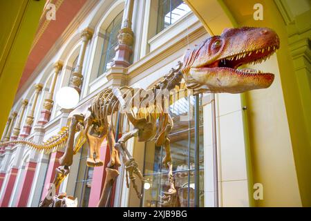 Display Allosaurus. Museo di storia naturale, Berlino, Germania. Foto Stock