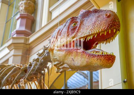 Display Allosaurus. Museo di storia naturale, Berlino, Germania. Foto Stock