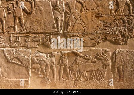 Rilievo calcareo dalla tomba di Seshem-nofer che mostra parte del processo di raccolta del grano. V dinastia. Museo Egizio. Berlino, Germania. Foto Stock