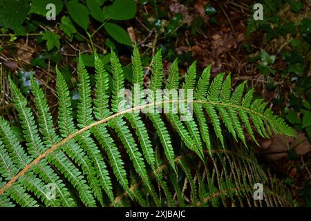 Polystichum setiferum (felce a scudo morbido) è una felce semi-sempreverde originaria dell'Europa meridionale e occidentale. Cresce nei boschi spesso su pendii ripidi. Foto Stock