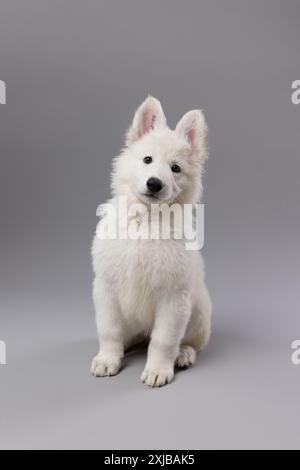 Primo piano di un cucciolo di pastore svizzero bianco che guarda la fotocamera, isolato in grigio. Foto Stock