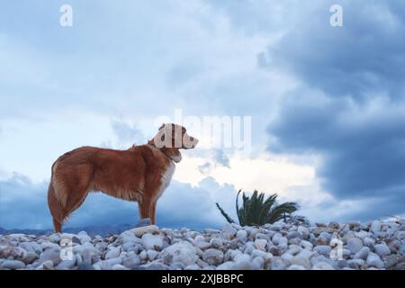 Un cane Retriever Tolling Duck della nuova Scozia sorge su una spiaggia rocciosa con un cielo nuvoloso sullo sfondo Foto Stock