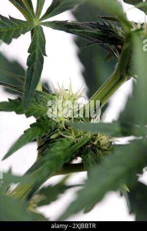 La stagione della fioritura della cannabis da vicino la marihuana medica moderna di alta qualità, la foschia del limone super le cannabacee della famiglia, la fotografia istantanea di stock di grandi dimensioni Foto Stock