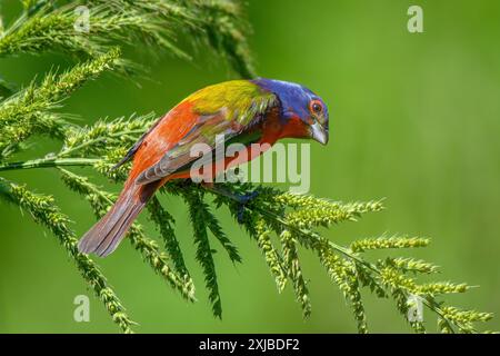 Maschio per bunting verniciato arroccato con semi di erba Foto Stock