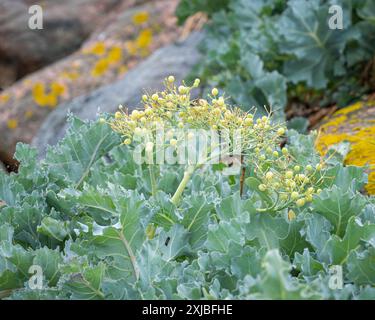 Piante di cavolo marino (Crambe maritima) che crescono vicino al mare di stoney. Kale di mare primo piano di cialde di semi, frutta sulla spiaggia - benessere naturale. Foto Stock