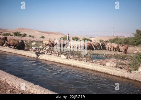 Valle del Giordano, Cisgiordania, Palestina. 17 luglio 2024. Un colono ebreo pascola le sue pecore vicino al canale del fiume Auja vicino alla città di Gerico nella valle settentrionale del Giordano. (Immagine di credito: © Nasser Ishtayeh/SOPA Images via ZUMA Press Wire) SOLO PER USO EDITORIALE! Non per USO commerciale! Foto Stock