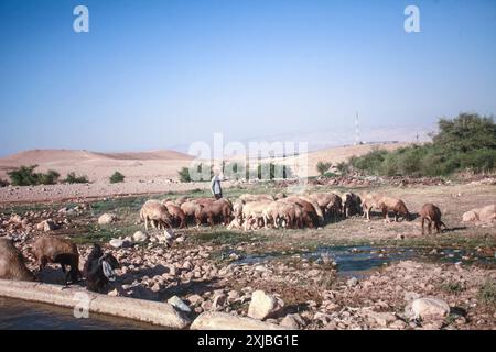 Valle del Giordano, Cisgiordania, Palestina. 17 luglio 2024. Un colono ebreo pascola le sue pecore vicino al canale del fiume Auja vicino alla città di Gerico nella valle settentrionale del Giordano. (Immagine di credito: © Nasser Ishtayeh/SOPA Images via ZUMA Press Wire) SOLO PER USO EDITORIALE! Non per USO commerciale! Foto Stock