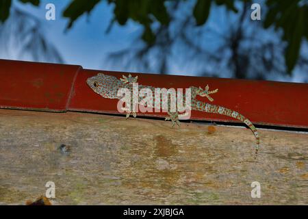 Un Tokay Gecko blu e rosso nell'isola di Kaoh Rong Sanloem Khnong, Cambogia Foto Stock